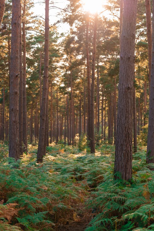 Imagine de stoc gratuită din arbori, codru, fotografie cu natură
