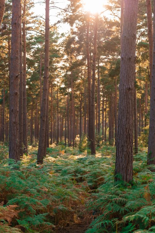 Free A tranquil sunlit forest with tall trees and lush green ferns, creating a serene wilderness scene. Stock Photo