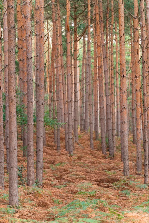 Free Trees in woods Stock Photo