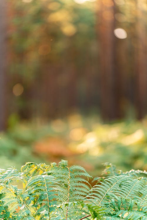 Fern Leaves in the Forest