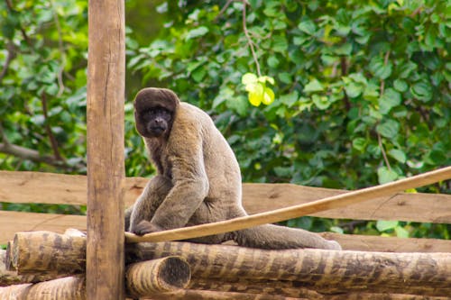 Ilmainen kuvapankkikuva tunnisteilla apina, brasilia, eläin