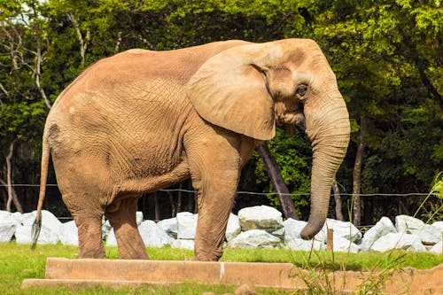 Free stock photo of african elephant, animal, animal park