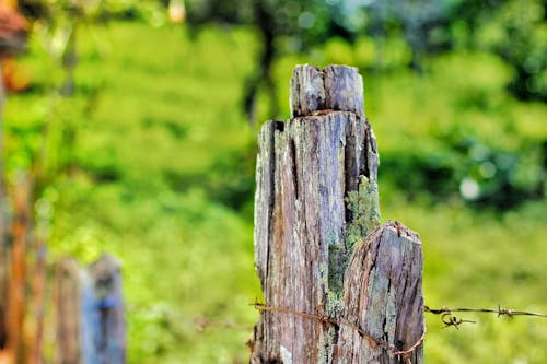 Free stock photo of farm, fence, green