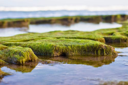 Free stock photo of beach, brazil, green