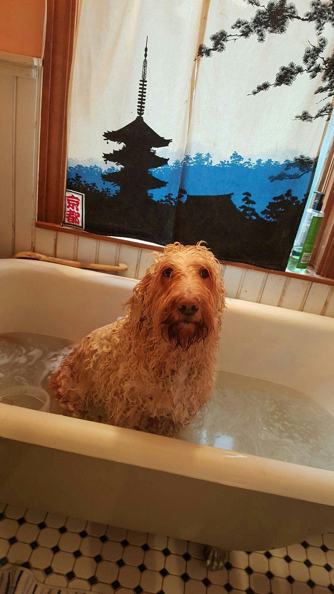 Free stock photo of bath time, best dog ever, dog bath