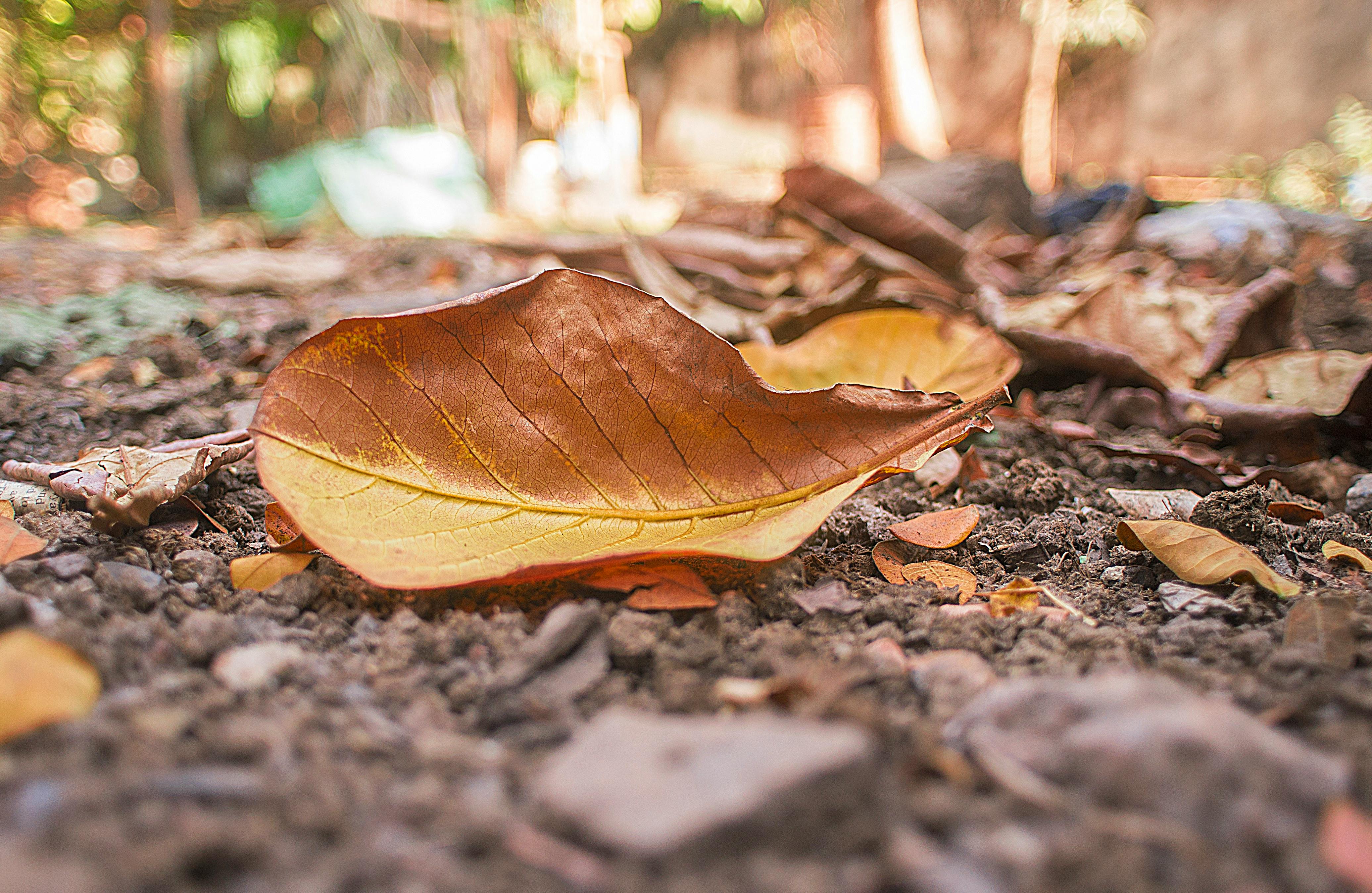 Shallow Photography Of Dry Leaves  Free Stock Photo