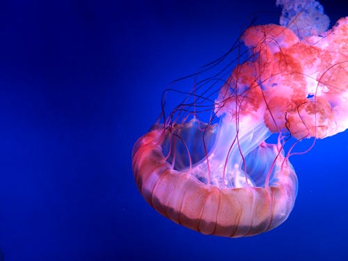 Free Red Jellyfish Stock Photo