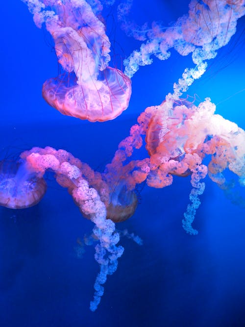 무료 해파리의 얕은 초점 사진 스톡 사진
