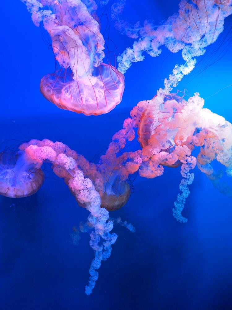 Shallow Focus Photography Of Jellyfish