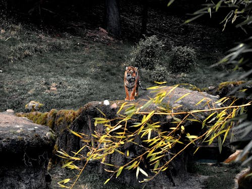 Kostenlos Tiger On Rock Stock-Foto