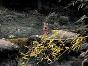 一只苏门答腊虎在郁郁葱葱的户外栖息地中，展现了野生动物的美丽