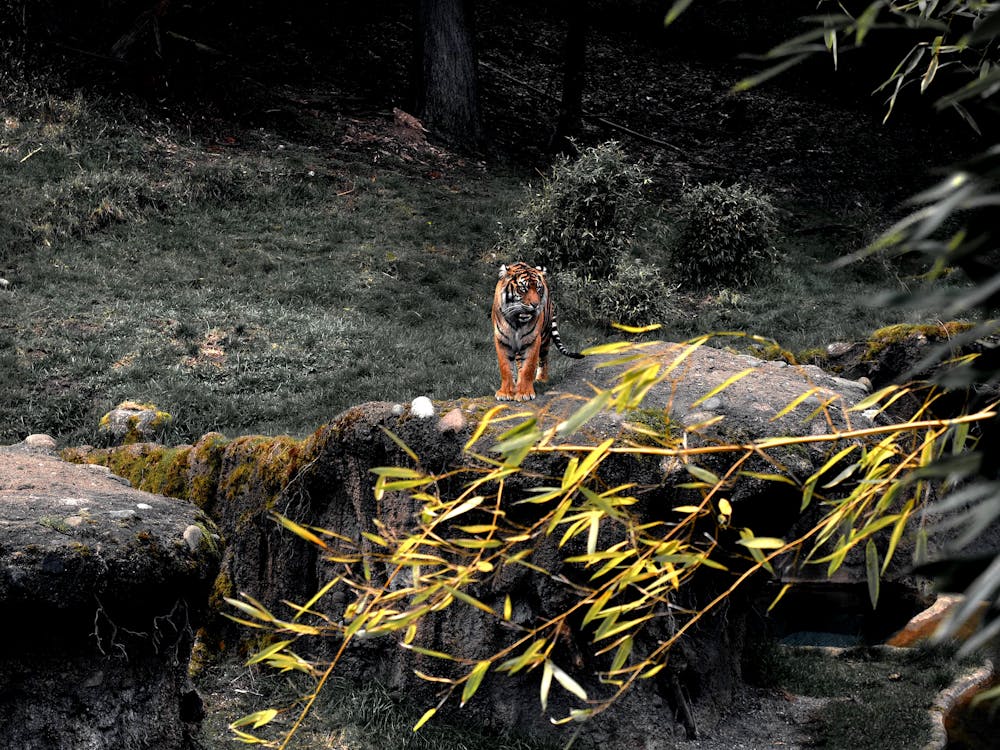 Free Tiger On Rock Stock Photo