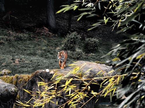 Tiger Fotoğrafı