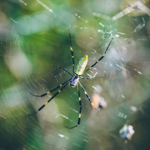 Free Close-up view of a colorful spider on its intricate web, captured in nature. Stock Photo