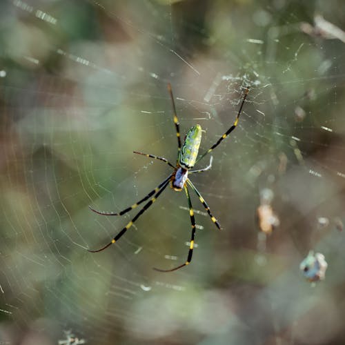 Fotos de stock gratuitas de arácnido, araña, espeluznante