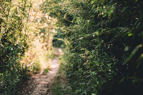 Unpaved Pathway Between Green Leaves