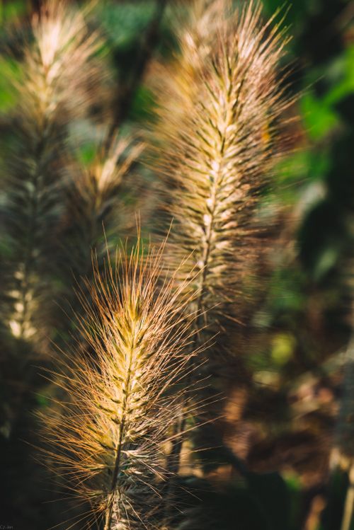 Free Warm, sunlit close-up of wheat stalks shining in a summer field. Stock Photo