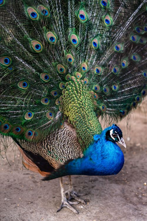 Free Close-up of a peacock showcasing its brilliant, colorful feathers in an outdoor setting. Stock Photo