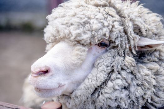 sheep wool farm