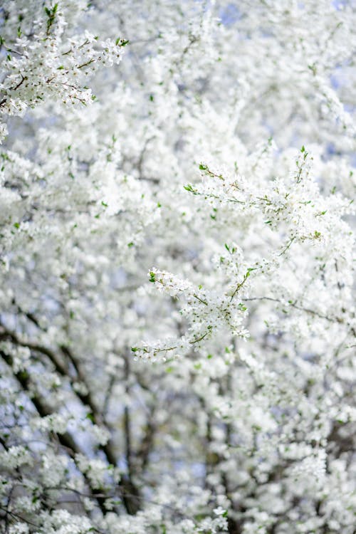 Free Blooming Tree Branches with Flowers Stock Photo