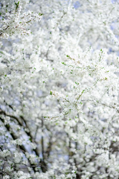 Free Close-up of blooming cherry blossoms on a tree, symbolizing spring beauty. Stock Photo