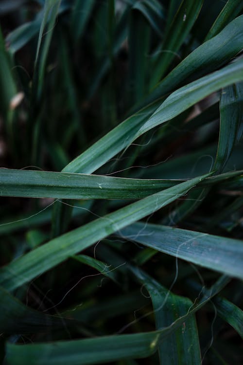 Close-up of Green Leaves