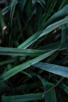 Detailed close-up of vibrant green foliage showcasing natural texture and color.