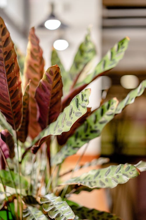 Free Close-up of a  Rattlesnake plant Stock Photo