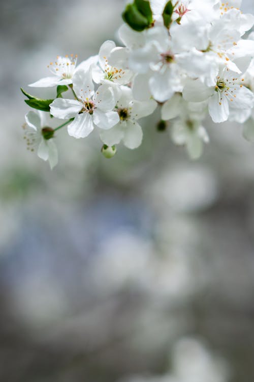 Kostnadsfri bild av blomfotografi, flora, körsbärsblommor