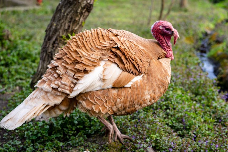 A Bourbon Red Turkey On A Grassy Field