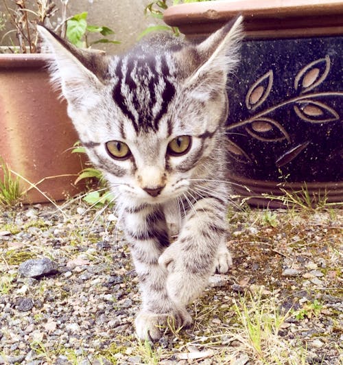 Foto stok gratis anak kucing, binatang peliharaan, kucing