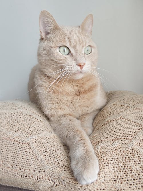 흰색 니트 직물에 짧은 코팅 베이지 색 고양이