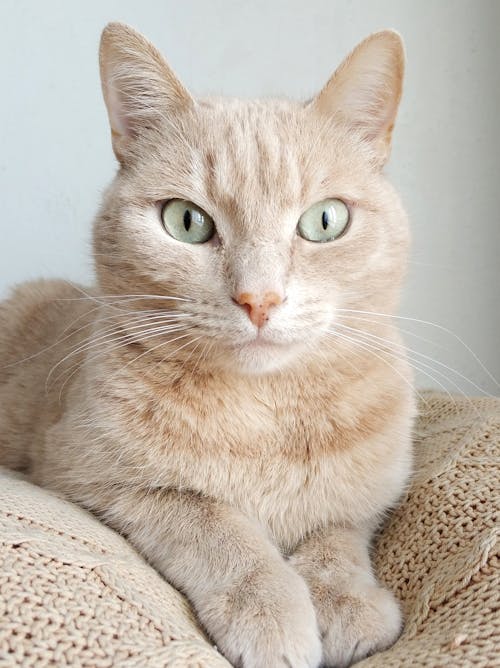 무료 갈색 니트 직물에 주황색 줄무늬 고양이 스톡 사진