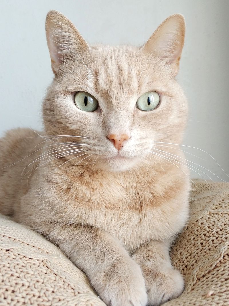 A British countryside companion — pet care, made local
