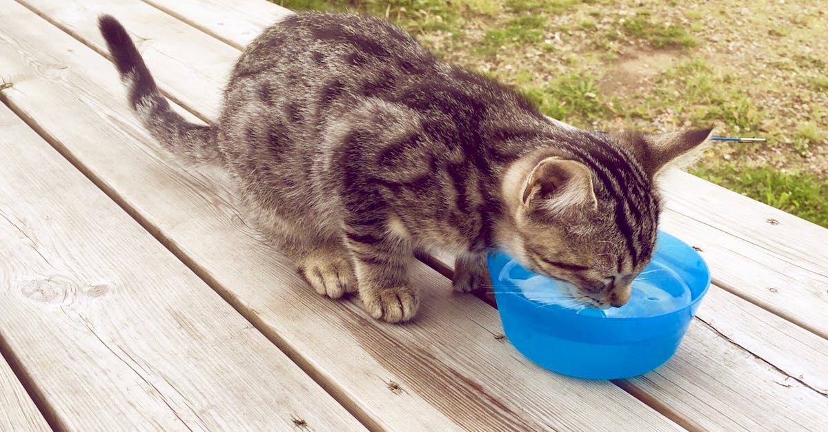 Free stock photo of cat, drinking, drinking water