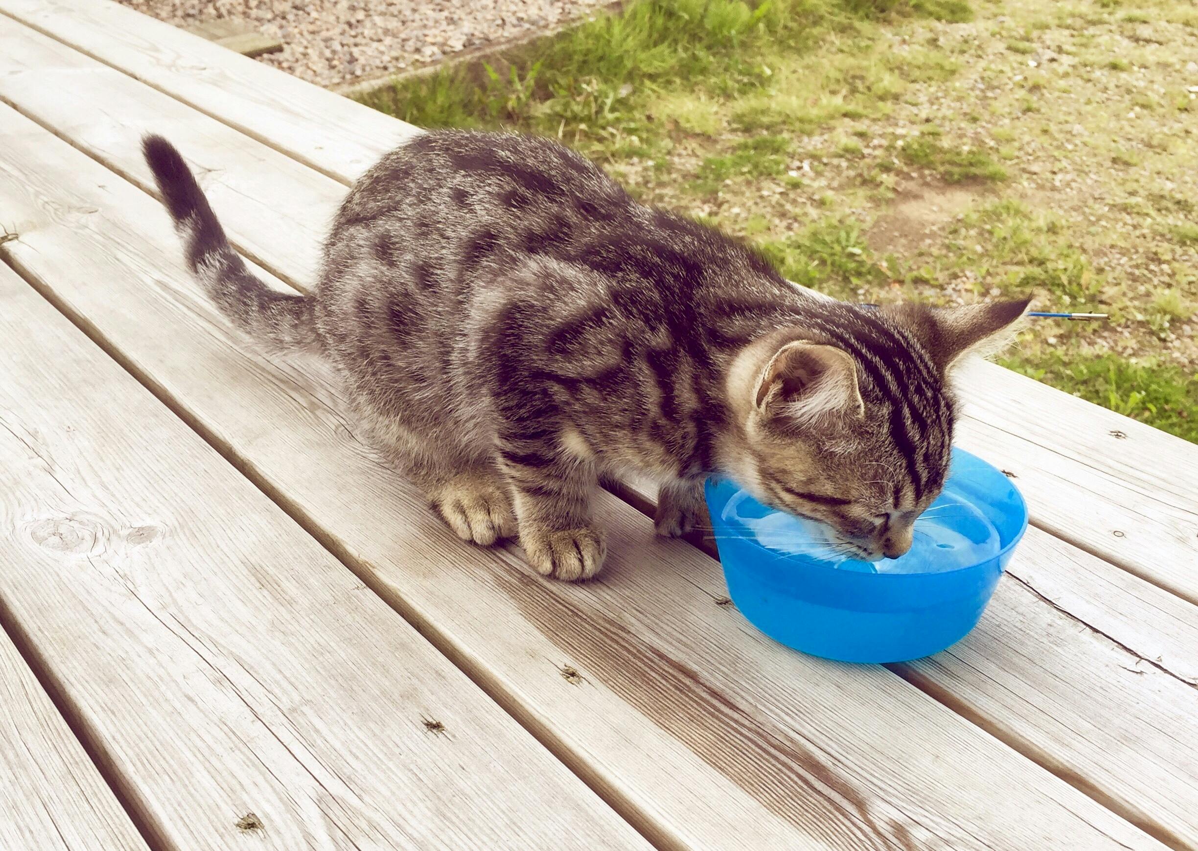 Free stock photo of cat, drinking, drinking water