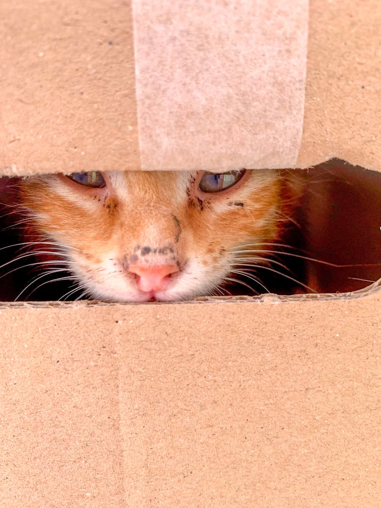 An Orange Cat In Cardboard Box Peeping From A Hole