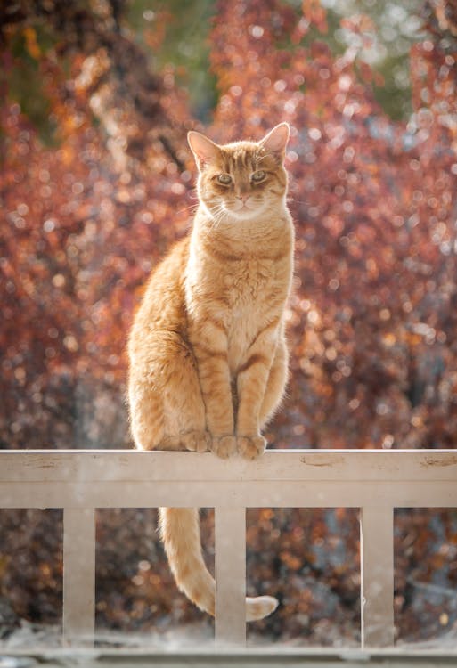 Free Adorable ginger tabby cat sitting on a fence with vibrant autumn leaves in the background. Stock Photo
