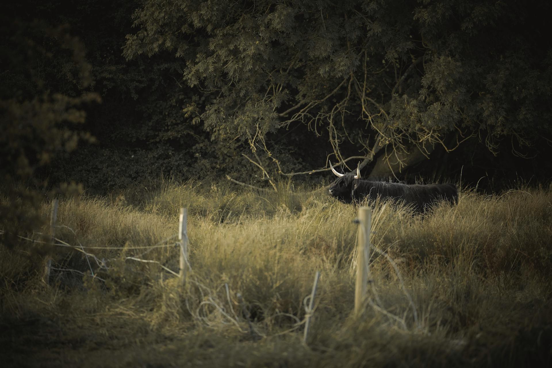 A Black Bull on Green Grass Near Green Trees