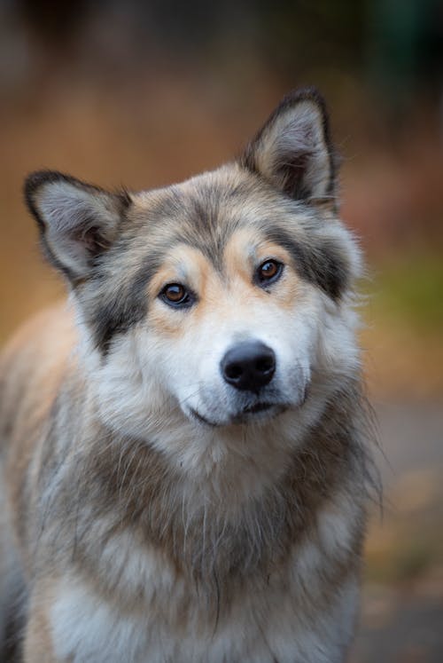 Free Close-Up Shot of a Wolfdog Stock Photo