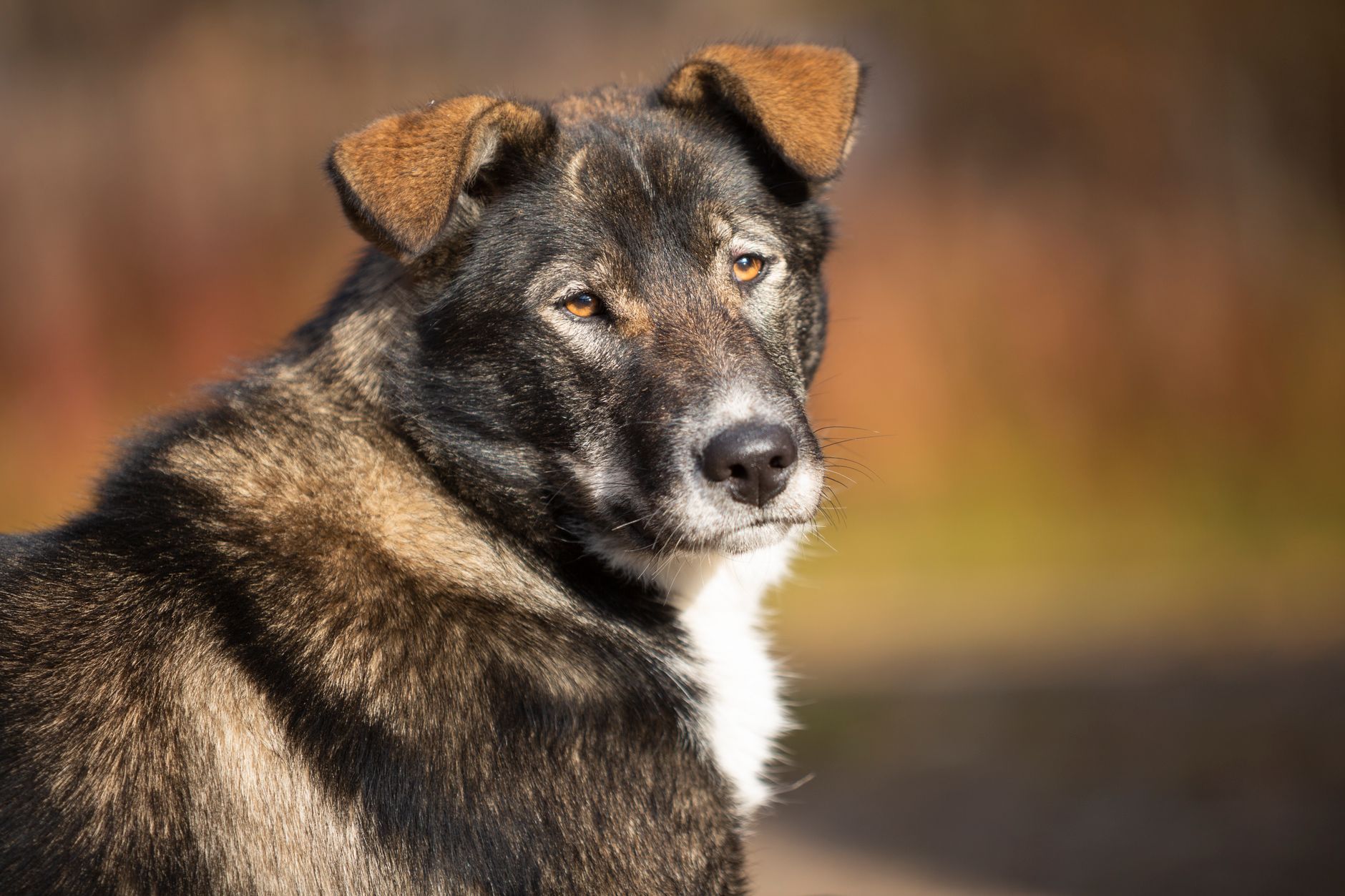 Portrait of a dog at a veterinary clinic