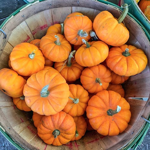 Foto d'estoc gratuïta de aixafar, aliments orgànics, carabasses