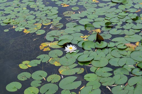 Gratis arkivbilde med botanisk hage, dam, fiskedam