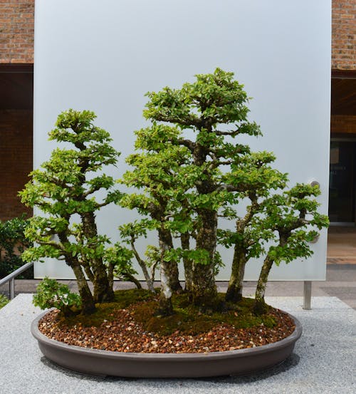 Foto d'estoc gratuïta de arbre, bonsai, plantes