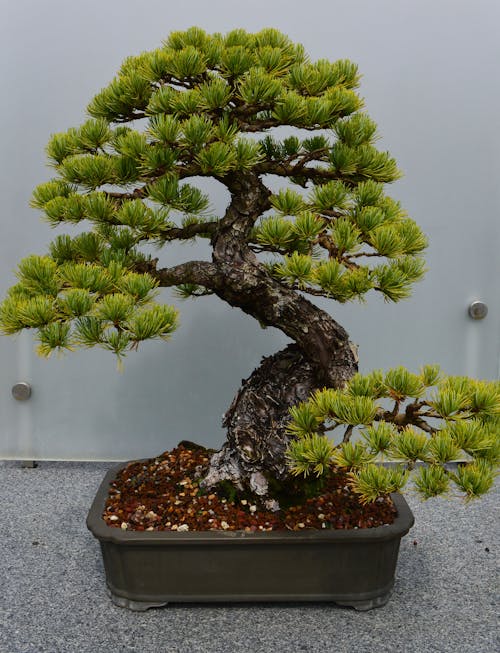 Foto d'estoc gratuïta de arbre, bonsai, plantes