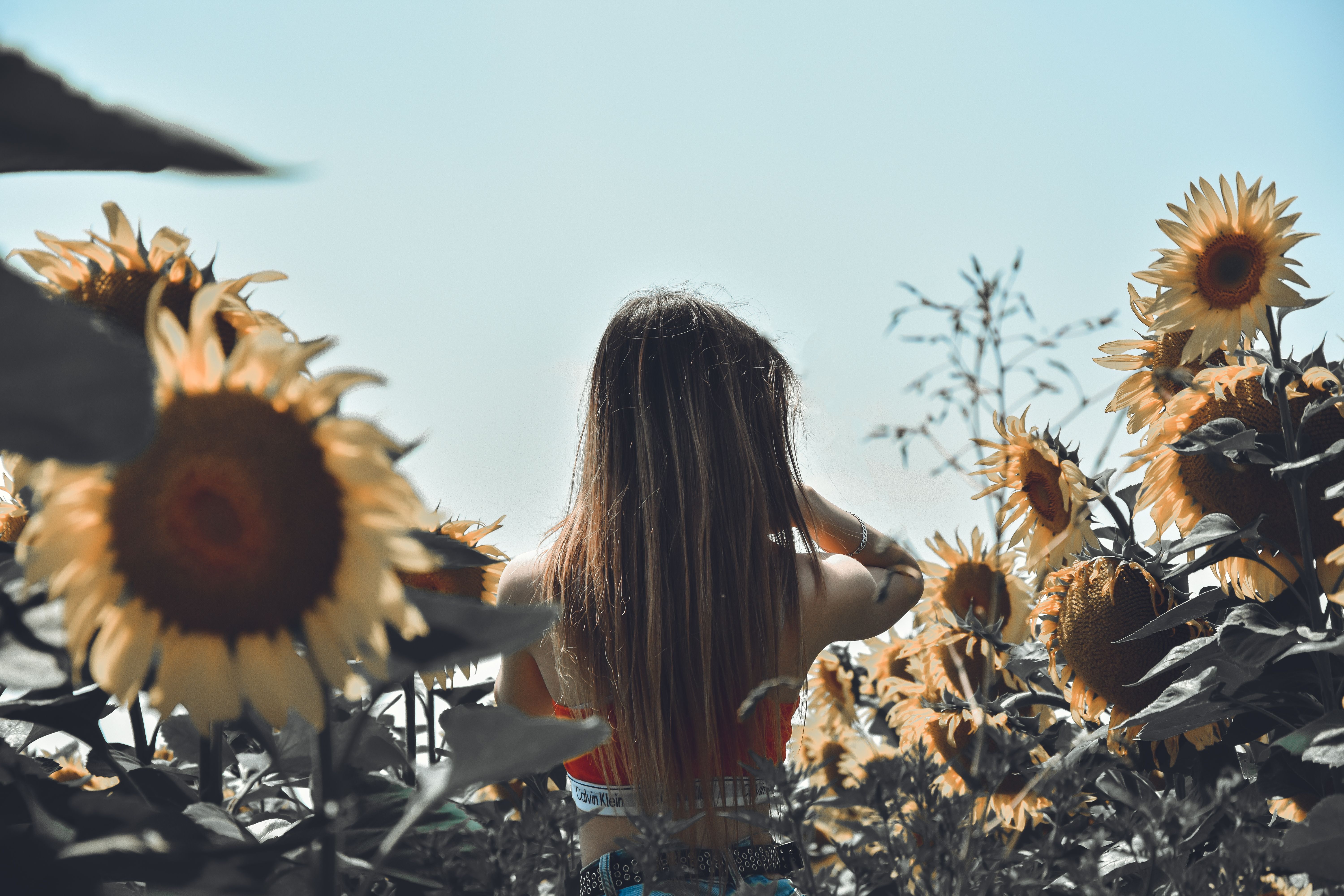 A Woman Standing on the Field of Sunflowers · Free Stock Photo