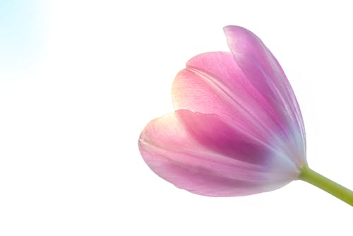 Ảnh lưu trữ miễn phí về hệ thực vật, Hình nền HD, hoa tulip