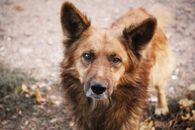 Brown and Black Long Coated Dog