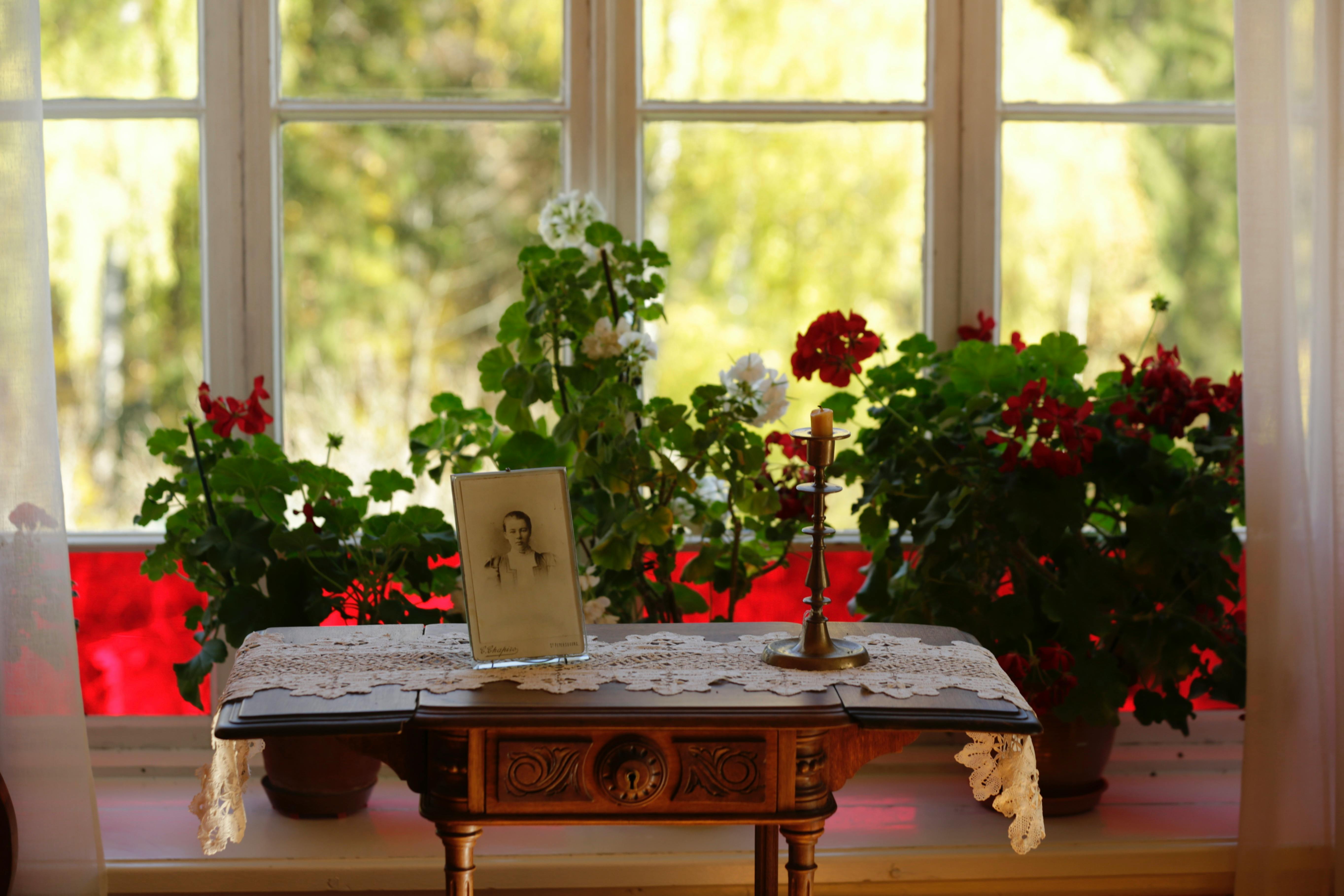 geraniums comparison table