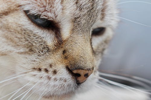 Close Photography Of A Cat's Face